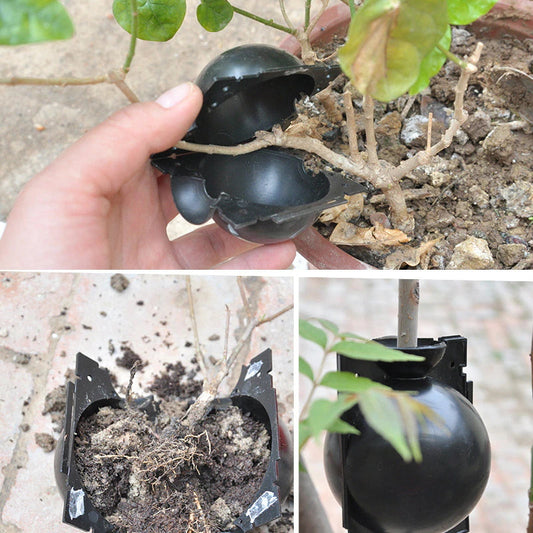 Plant Rooting Ball